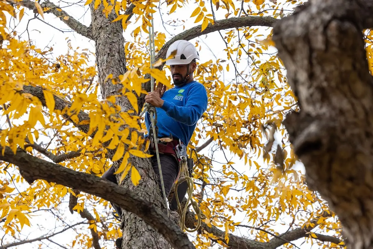 Skilled Tree Transplanting crew working in New Boston